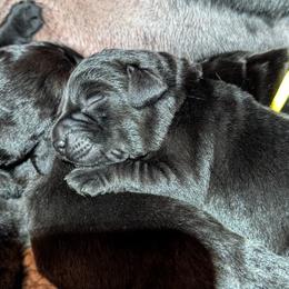 Labrador Retriever puppies from High Altitude Labradors