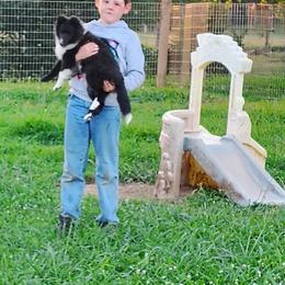 Nora - Black and white female Shetland Sheepdog puppy in Scottsville, Kentucky from Seascape Shetland Sheepdogs