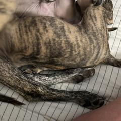 Chief - Available - Brindle male Vietnamese Phu Quoc Ridgeback puppy in White Stone, Virginia from TSUNAMI  PHU QUOC VIETNAMESE RIDGEBACK