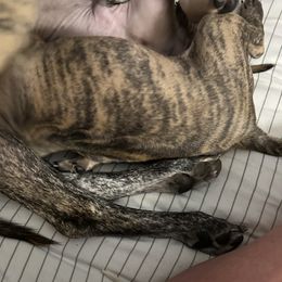 Chief - Available - Brindle male Vietnamese Phu Quoc Ridgeback puppy in White Stone, Virginia from TSUNAMI  PHU QUOC VIETNAMESE RIDGEBACK