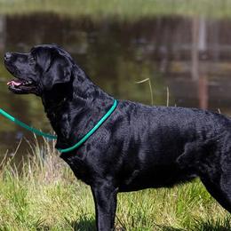 Rosie - Labrador Retriever