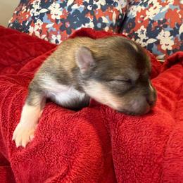 Annie Oakley - Red and white female Pomsky puppy in Blue Earth, Minnesota from Blue Sky Pomsky