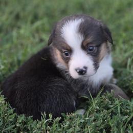 Male 3 - Black and tan male Pembroke Welsh Corgi puppy in Portland, North Dakota from Sliding stop corgis