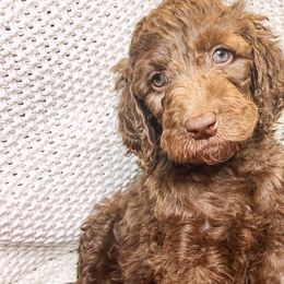 Willow - Chocolate Goldendoodle puppy in Lititz, Pennsylvania from Heyday Doodles