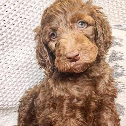 Willow - Chocolate Goldendoodle puppy in Lititz, Pennsylvania from Heyday Doodles