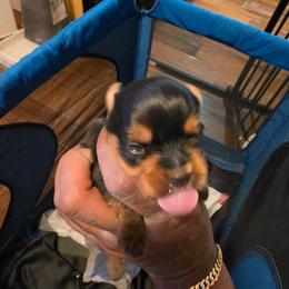 Blue - Black and tan male Silky Terrier puppy in City Of Orange, New Jersey from Fur-Ever Friends