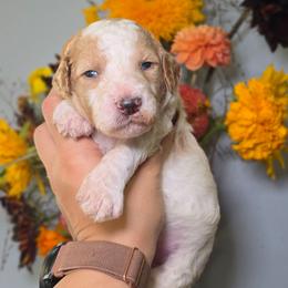 Vanilla (brown collar) - Parti female Poodle puppy in Plainfield, New Jersey from Caris Paws Poodles and Labradoodles