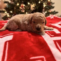 Boy 3 - Red  male Goldendoodle puppy in Bucyrus, Missouri from Hill Top Pomskies