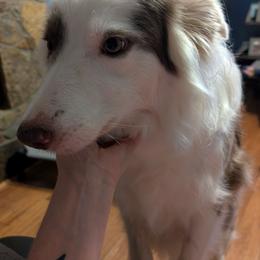Eleanor - Lilac female Border Collie puppy in Loretto, Kentucky from Duncan's Border Collies and Corgis