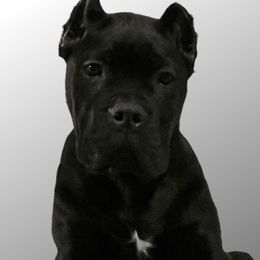 Cane Corso Puppies from Ridge Top Cane Corso