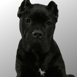Cane Corso Puppies from Ridge Top Cane Corso