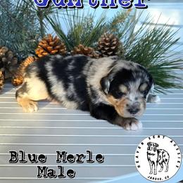 Gunther - Blue merle male Miniature Australian Shepherd puppy in Jaroso, Colorado from Heaven Sent Aussies