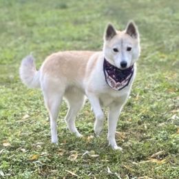 Gemma - Pomsky