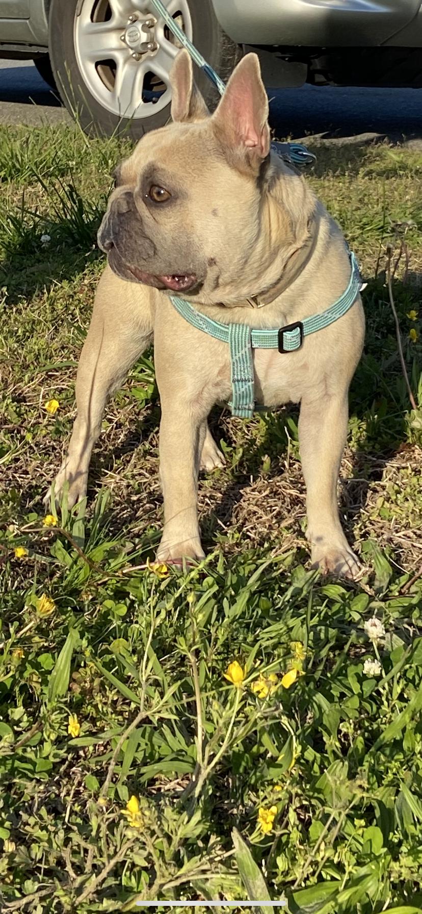 Nala - French Bulldog