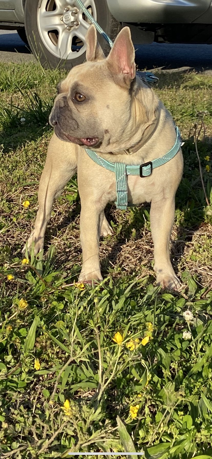 Nala - French Bulldog