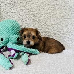 'Sleepy' - Tan male Morkie puppy in Durand, Wisconsin from Larson’s Legacy Aussome Aussie Kennels