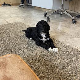 Peter - Black male Goldendoodle puppy in Sugarcreek, Ohio from True Hearted Doodles