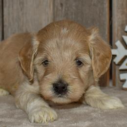 Purple Collar - Apricot female Goldendoodle puppy in Macedon, New York from Toodles Goldendoodles