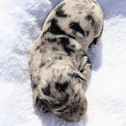 Red  Collar - Blue merle male Aussiedoodle puppy in Coulee City, Washington from Mr and Mrs Doodle Farm