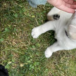 Labrador Retrievers and Portuguese Water Dogs from Hilltop Portuguese Water Dogs
