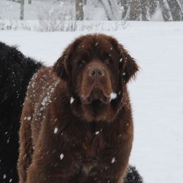 Mocha - Newfoundland