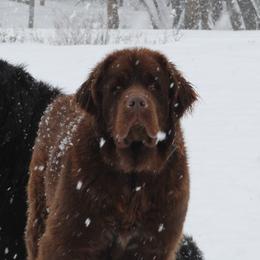 Mocha - Newfoundland