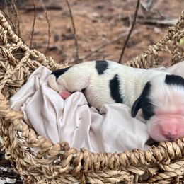 Paris - Black and white female English Springer Spaniel puppy in Swainsboro, Georgia from Sweet Georgia Springers
