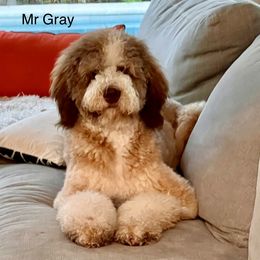 Bernedoodle Puppies from Doodles of Tampa Bay