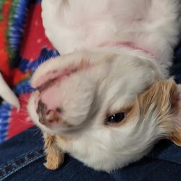 Jinx - Orange belton female English Setter puppy in Tiskilwa, Illinois from First Harmony Farms