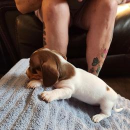 Dot - Piebald female Dachshund puppy in Sacramento, California from Cathy's Dachshunds