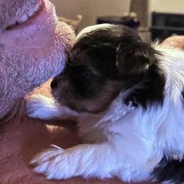 Biewer Terrier Puppies from Rebecca Urban