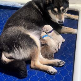 Ryuu - Red male Shiba Inu puppy in Inverness, Florida from Shore Thing Shiba’s