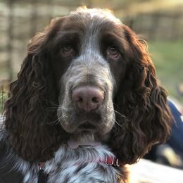 English Springer Spaniels from Ponta Creek Pups