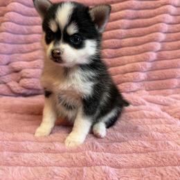 Zoey - Black and white female Pomsky puppy in Aberdeen, Idaho from Willow Creek Cresteds