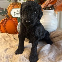 Nova-Girl 3 - Black female Poodle puppy in Calimesa, California from Teakwood Poodles of SoCal