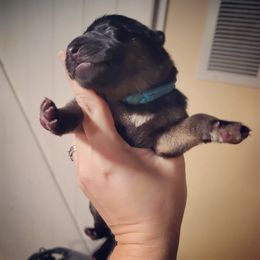 German Shepherd and Pembroke Welsh Corgi Puppies from J&R Shepherds & Corgis