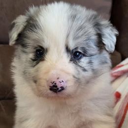 Blue Merle Boy CH lines - Blue merle male Border Collie puppy in Newalla, Oklahoma from Roughstock Border Collies and Dachshunds