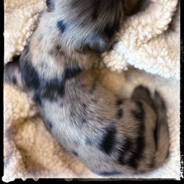 Nimbus (4000) - Dapple male Dachshund puppy in Albany, Wisconsin from Deglow’s Doxies
