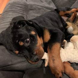 Rottweiler Puppies from Vom Arnold-Hause Rottweilers