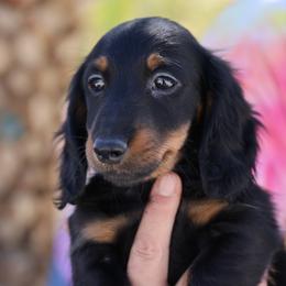 Green boy - Black and tan male Dachshund puppy in Lancaster, California from Avignon