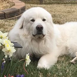 Great Pyrenees from JoAnn Winks' Great Pyrenees