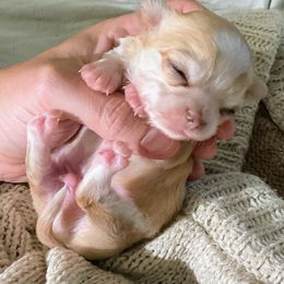 Stitch - Merle male Chihuahua puppy in Sherwood, Arkansas from Bartelt Breeders
