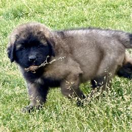 Kiara - Sandy female Leonberger puppy in Saratoga Springs, Utah from Echo River