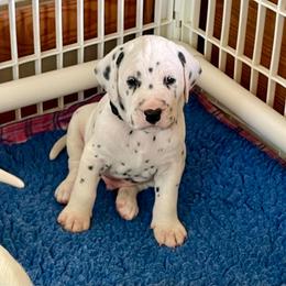 Vader (black boy) - White and black male Dalmatian puppy in Acampo, California from Gateway Farm Dalmatians