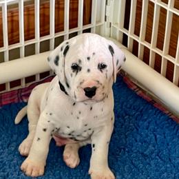 Vader (black boy) - White and black male Dalmatian puppy in Acampo, California from Gateway Farm Dalmatians