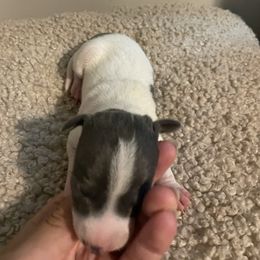 Mostly White Male - White and seal male Italian Greyhound puppy in Winfield, Kansas from F&M Italian Greyhounds