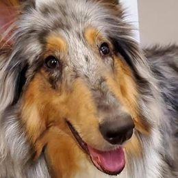 Collies from Sweet Southern Collies