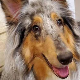 Collies from Sweet Southern Collies