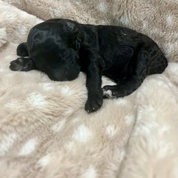 Goldendoodle Puppies from Sugar Doodles