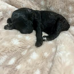 Goldendoodle Puppies from Sugar Doodles